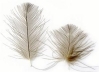 CDC Feathers