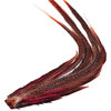 Golden Pheasant Complete Tail