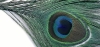 Peacock Eye Top