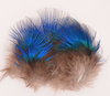Peacock Blue Neck