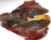 Golden Pheasant Skin