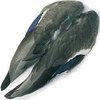 Mallard Duck Whole Wings pairs