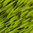 Patas de Silicona Chartreuse Barrada con brillos